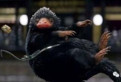 神奇动物四月爆料视频,神秘生物齐聚，魔法世界再掀波澜